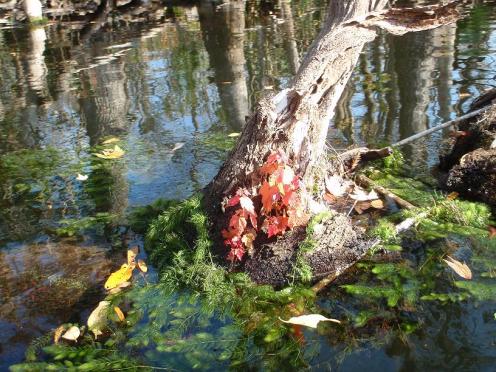 ocklawaha-river-floating-maple1