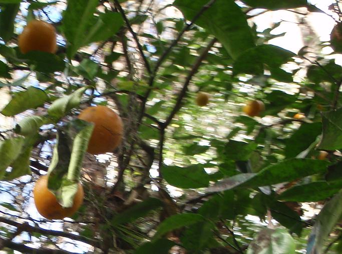 hillsborough-river-wild-oranges-002 hillsborough-river-wild-oranges-002