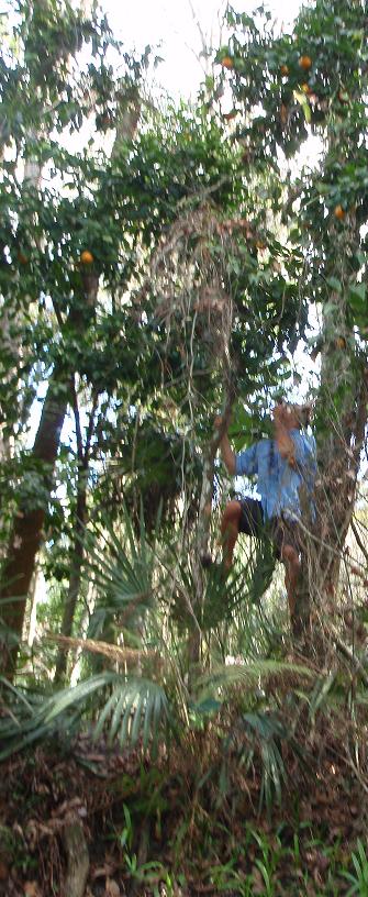 hillsborough-river-wild-oranges