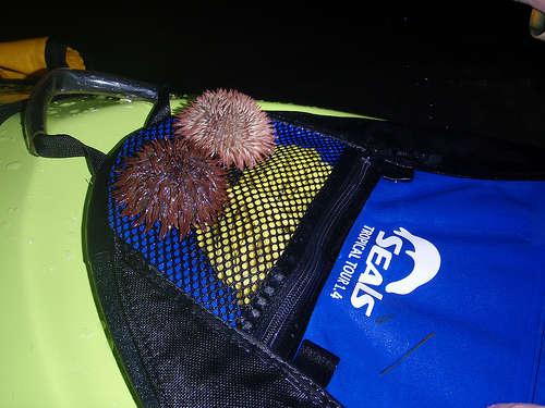 urchin urchin
