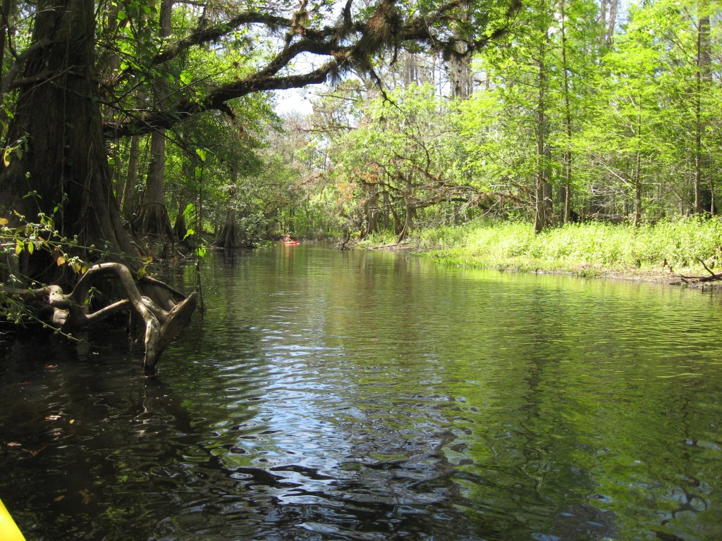 🛶 Sunday July 12, 2009: Arbuckle Creek, kayak&nbsp;trip