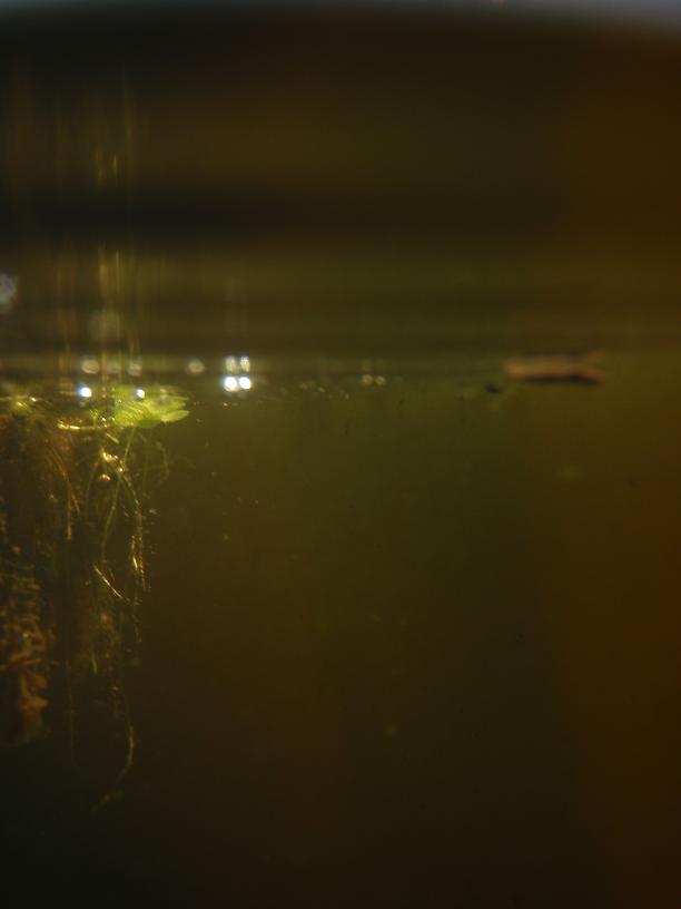 duck weed