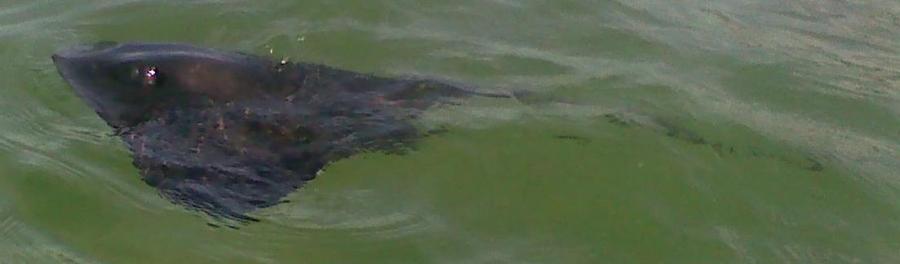 Southern Atlantic Stingray 1-40pm