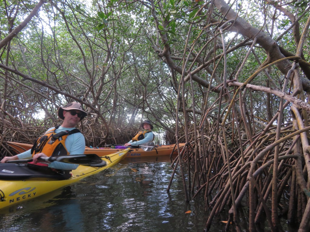 🛶 Threading the Green Veins: Kayaking Florida Mangroves with My&nbsp;Son